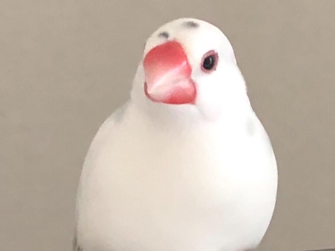 ぺんちゃん ぺんちゃん