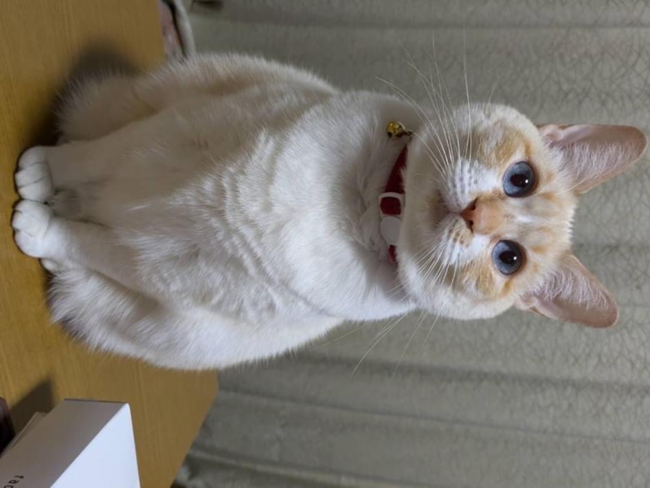 ポポちゃん ポポちゃん