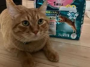 茶トラ♂一歳緑の首輪あり
