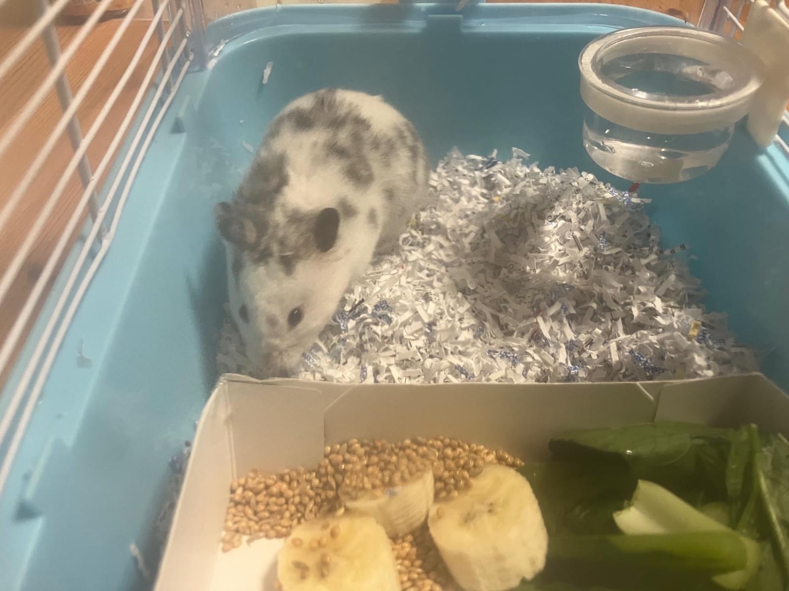 保護されたペット