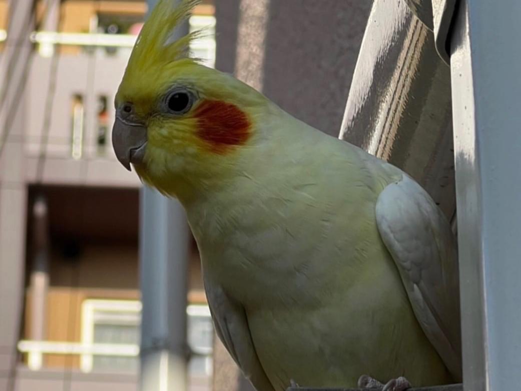 目撃された鳥 目撃された鳥