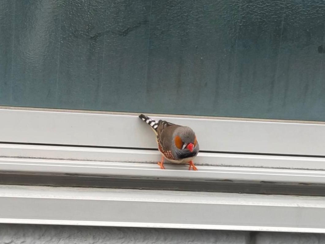 目撃された鳥