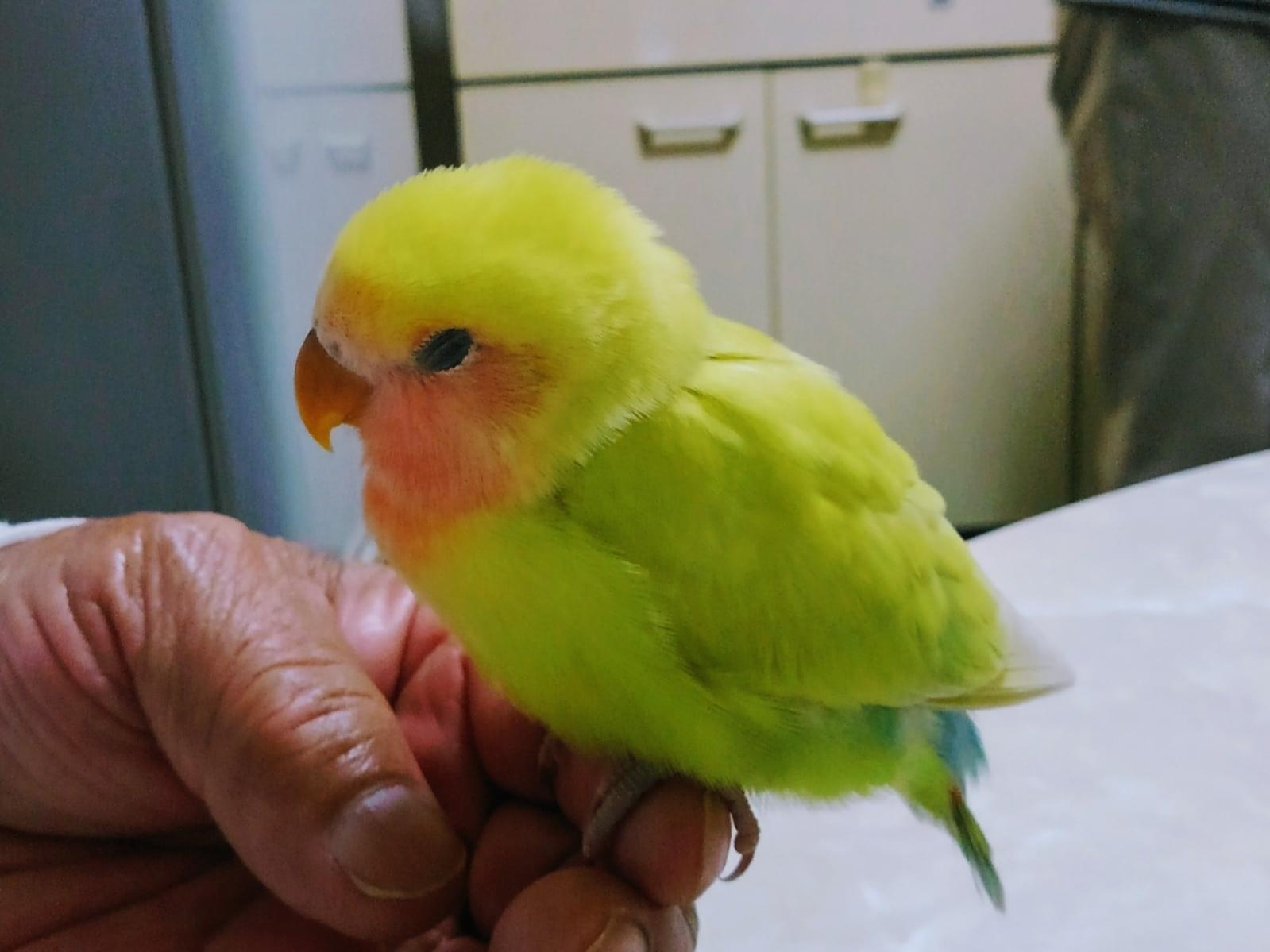 ミミちゃん ミミちゃん