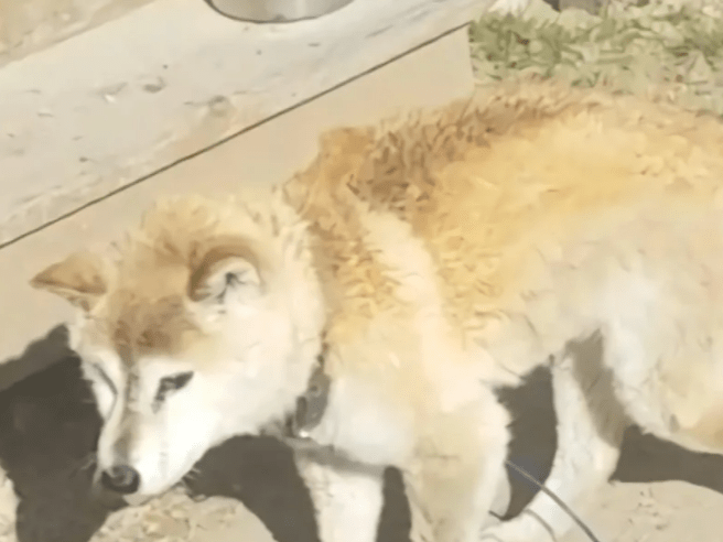 バニラちゃん バニラちゃん