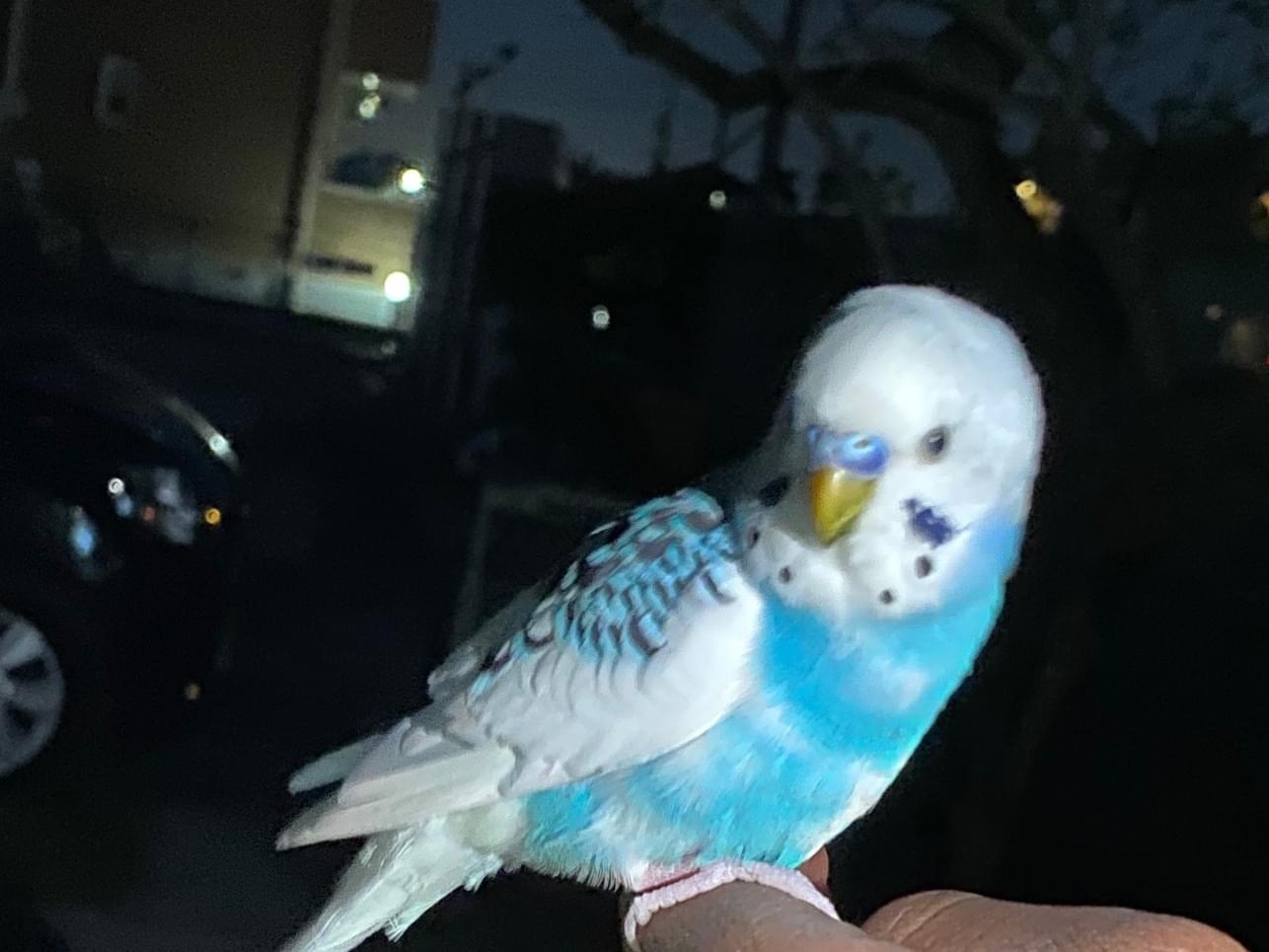 保護された鳥 保護された鳥