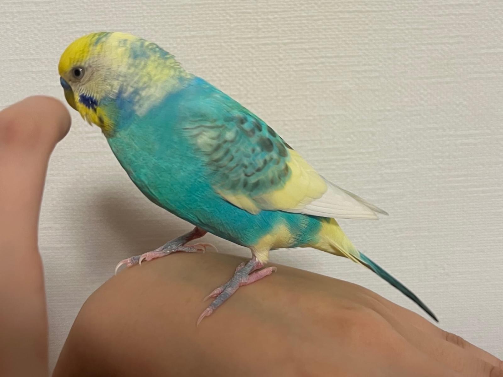 カイくんちゃん カイくんちゃん