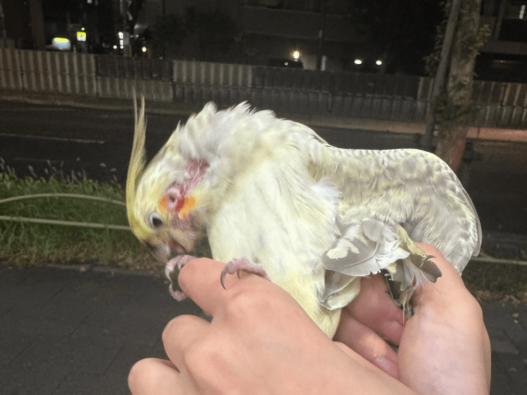 保護された鳥 保護された鳥