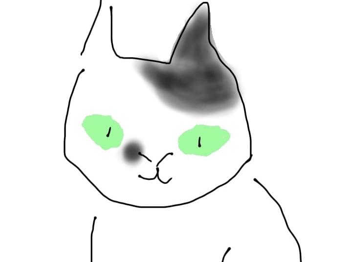 目撃された猫