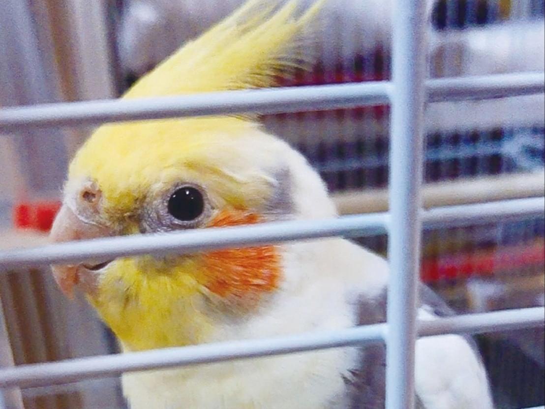 リリーちゃん リリーちゃん