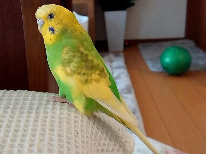 ぴーちゃん ぴーちゃん