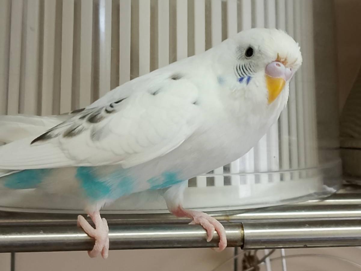 ヴェーちゃん ヴェーちゃん