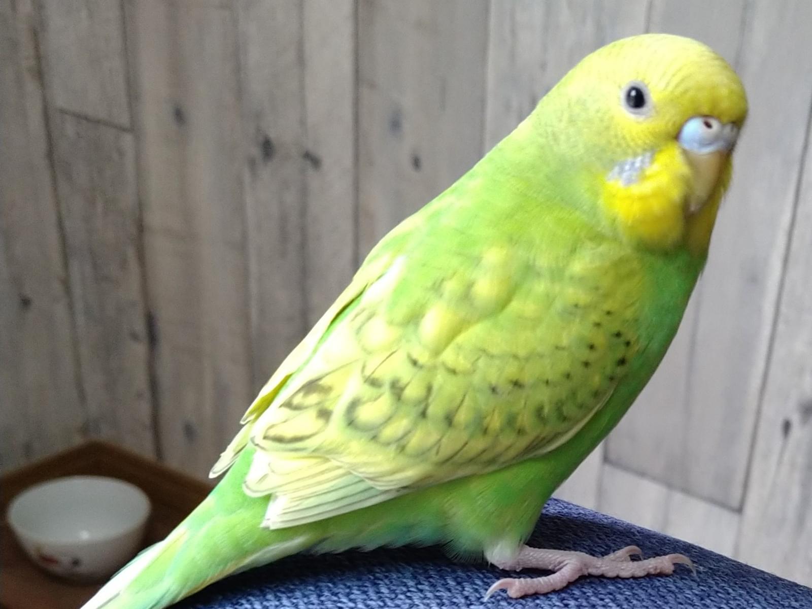 かぼすちゃん かぼすちゃん
