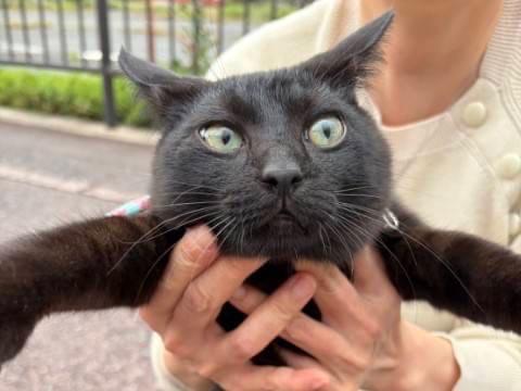 保護された猫 保護された猫