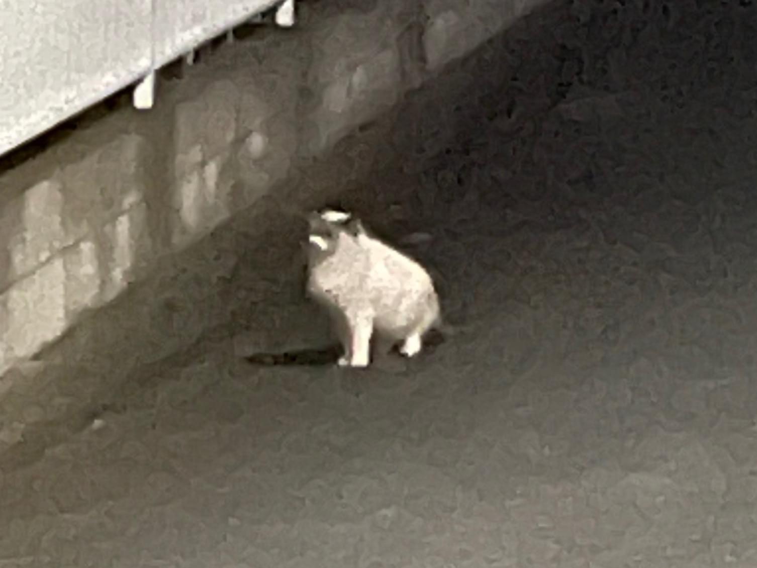 目撃された猫 目撃された猫