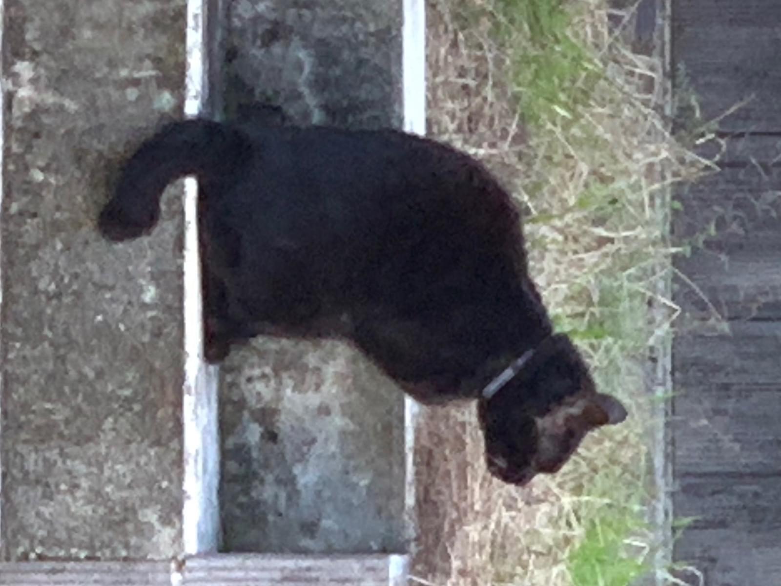 目撃された猫 目撃された猫