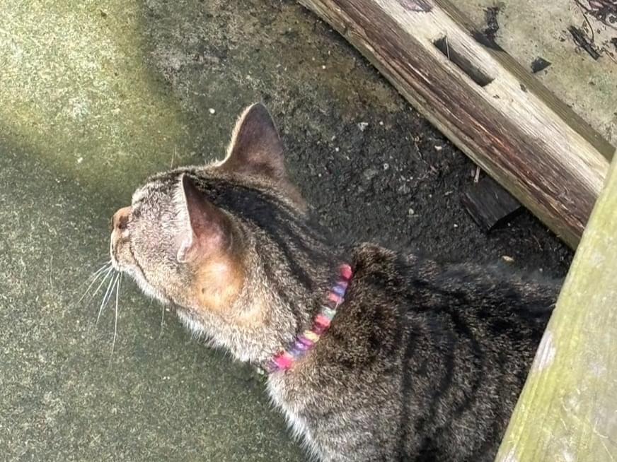 目撃された猫 目撃された猫