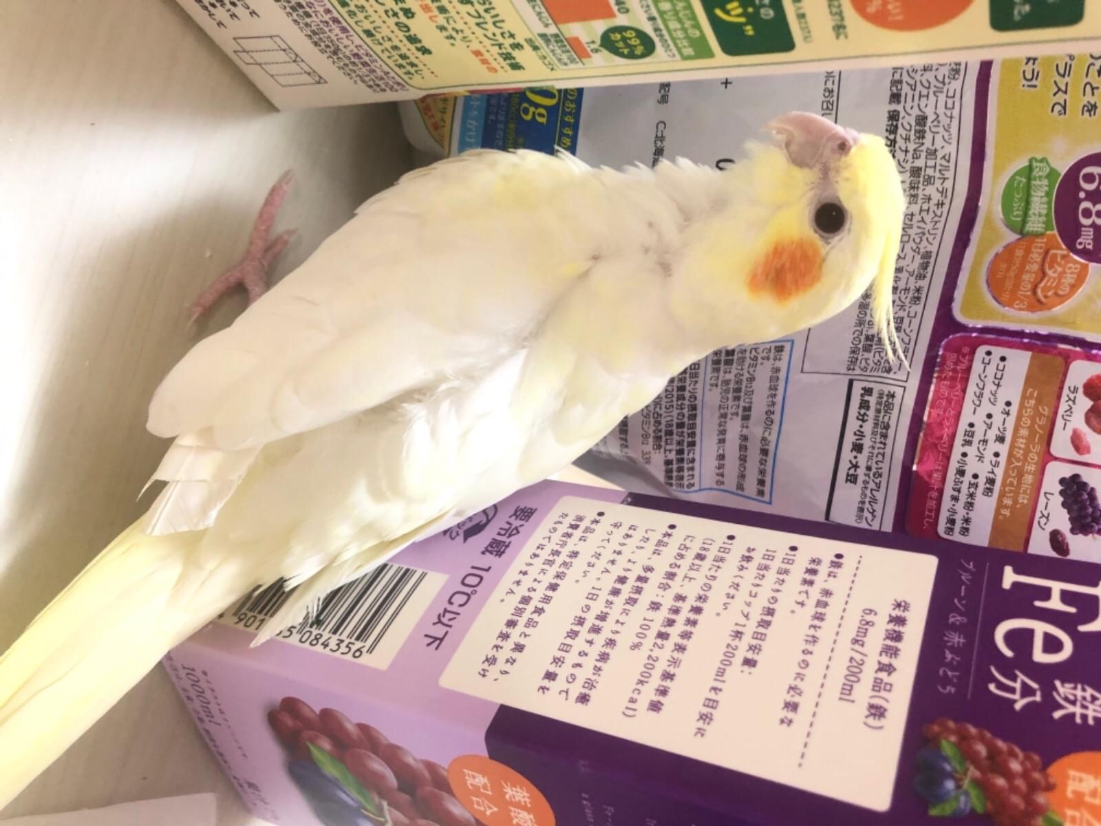 ルルちゃん ルルちゃん
