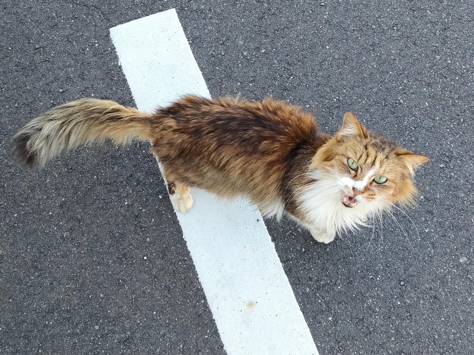 目撃された猫 目撃された猫
