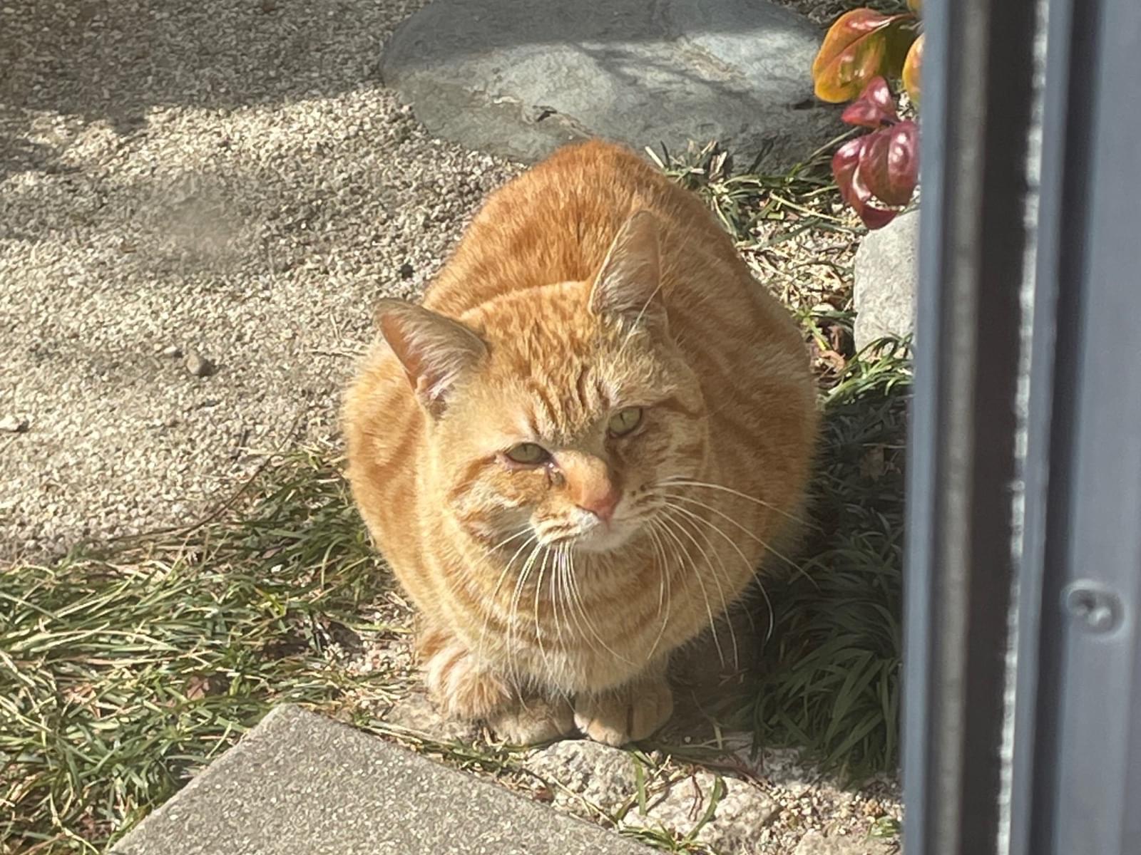 保護された猫 保護された猫