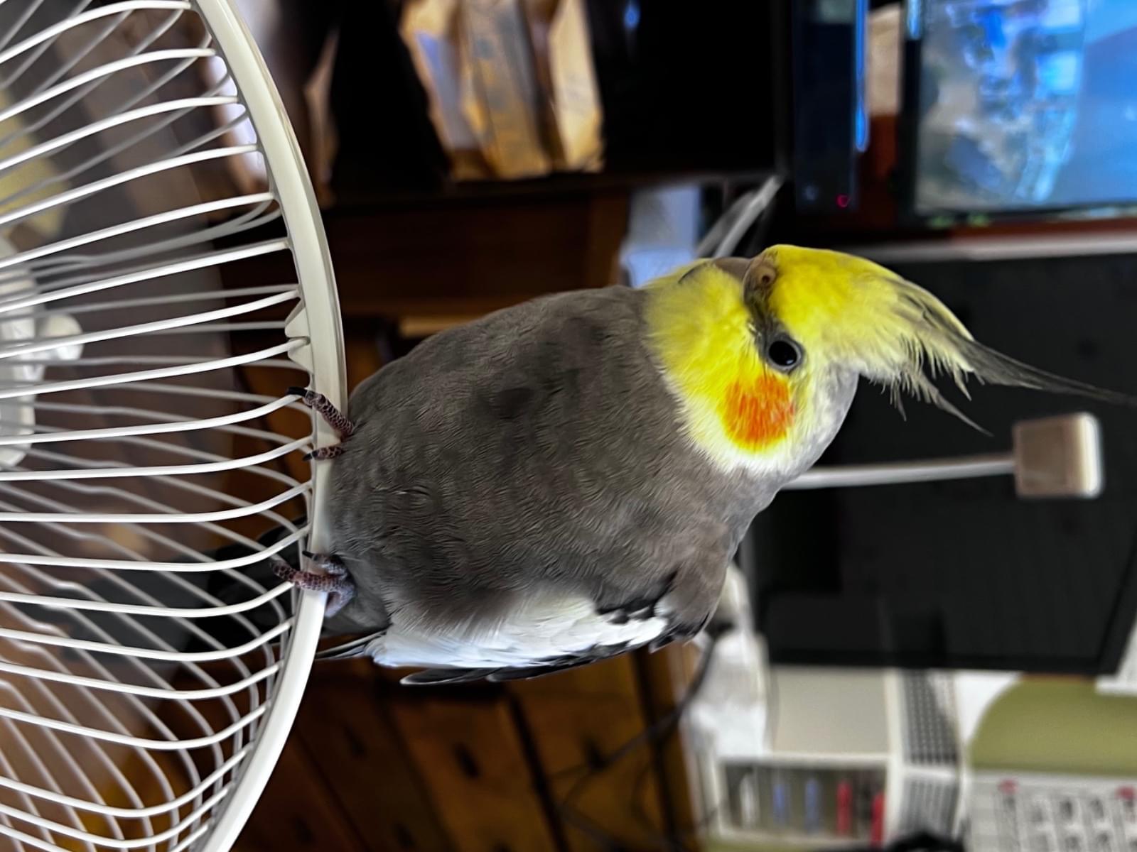 きーちゃん きーちゃん
