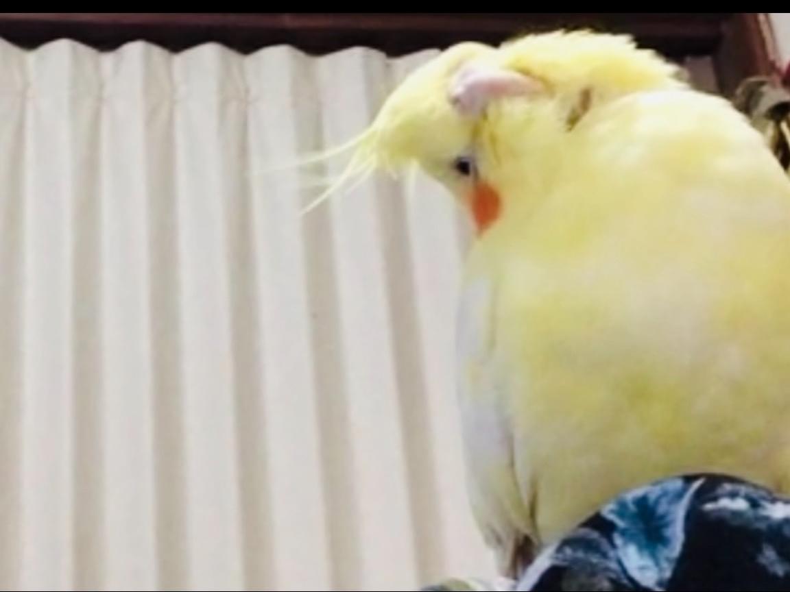 ミントちゃん