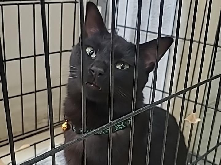 保護された猫 保護された猫