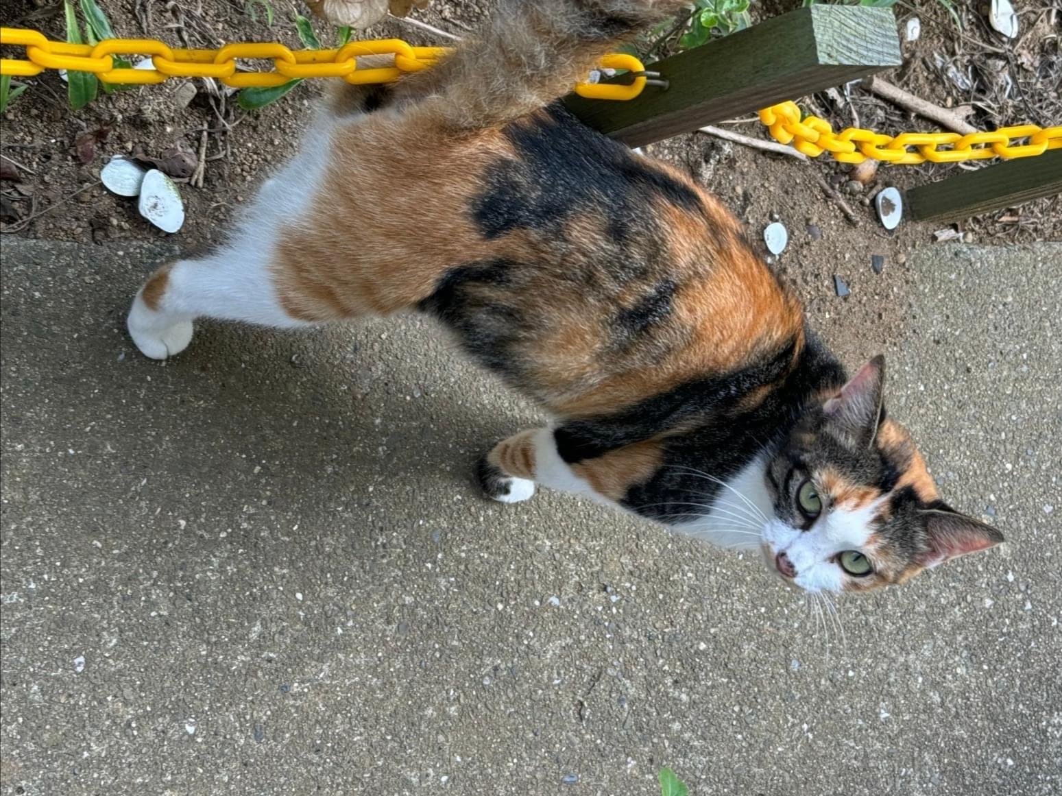 目撃された猫 目撃された猫