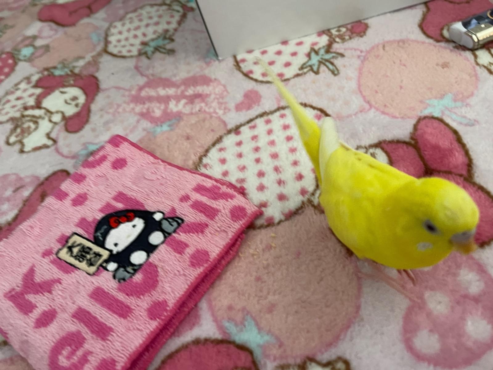 ぴーちゃん ぴーちゃん
