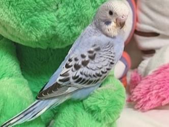 リリちゃん リリちゃん