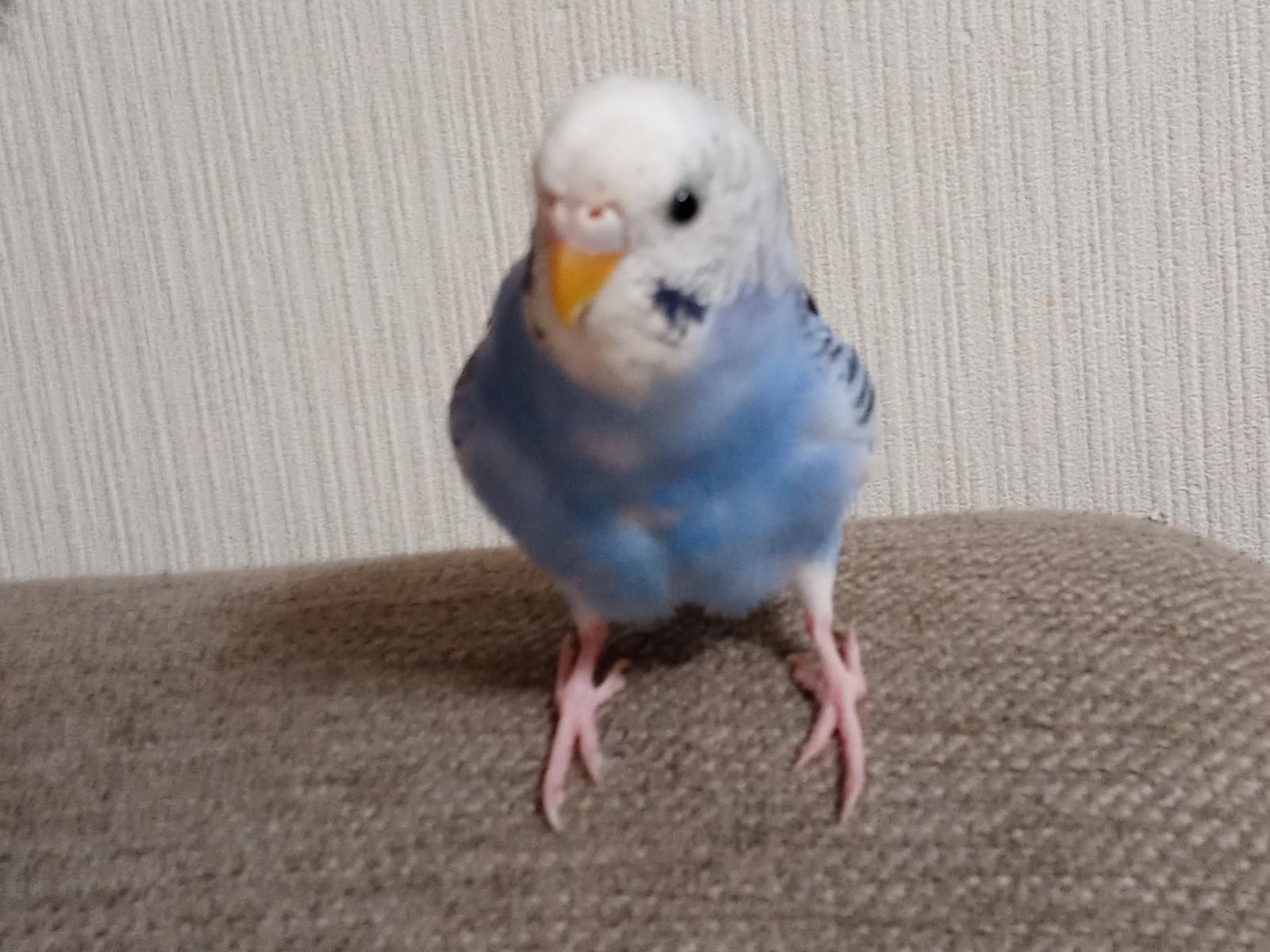 ペンちゃん ペンちゃん