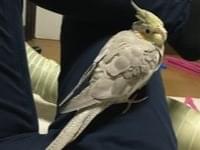 からあげちゃん からあげちゃん