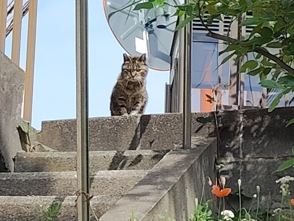 目撃された猫