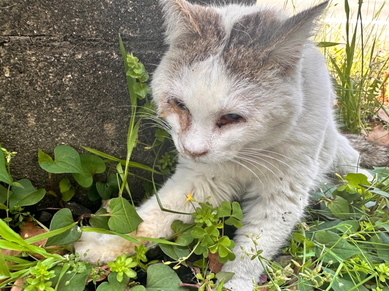 保護された猫 保護された猫