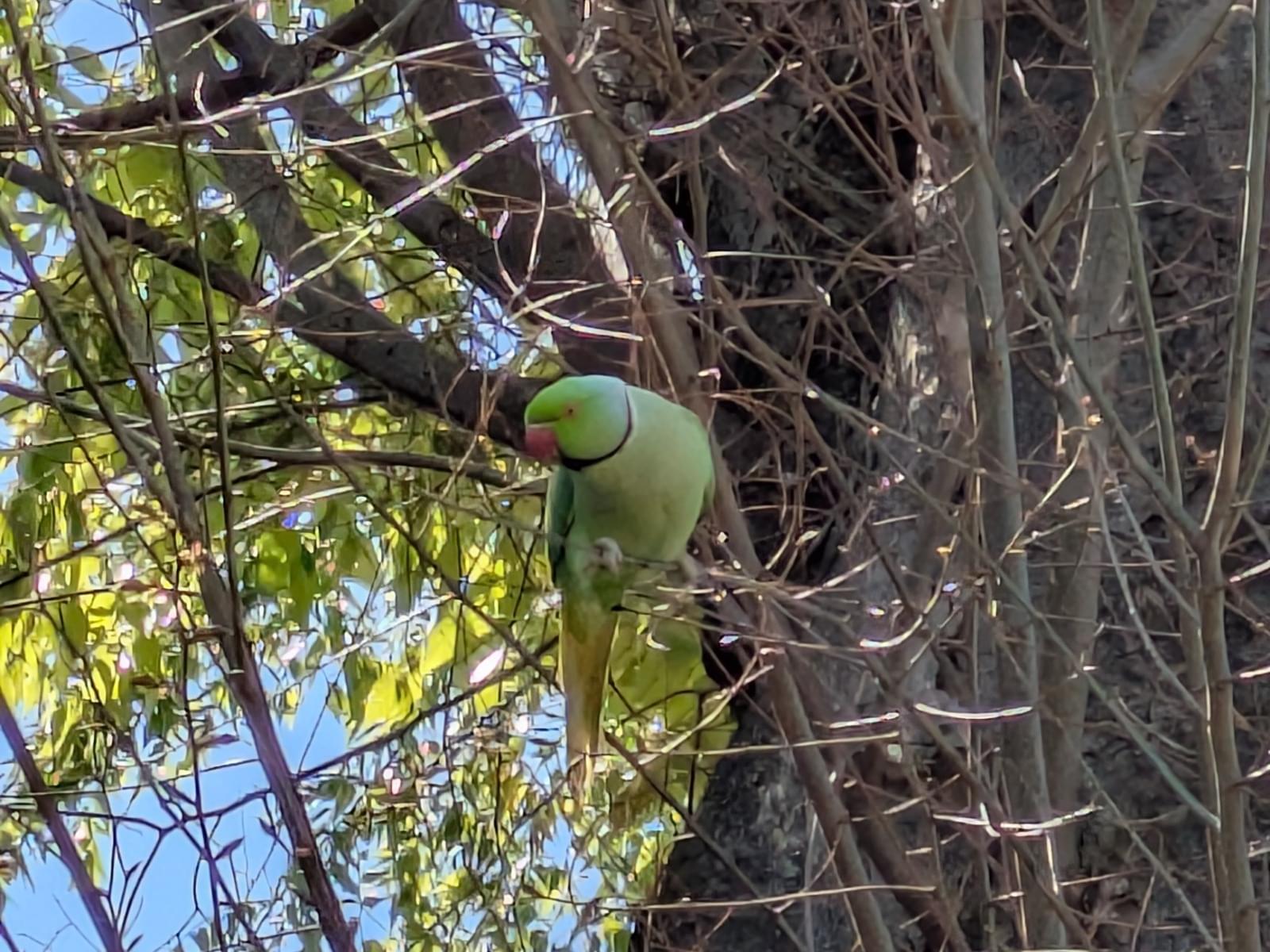目撃された鳥 目撃された鳥