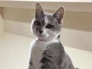 香南市で灰色の猫が迷子です