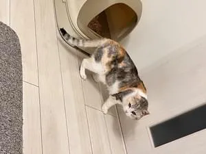 瞳が緑色の三毛猫