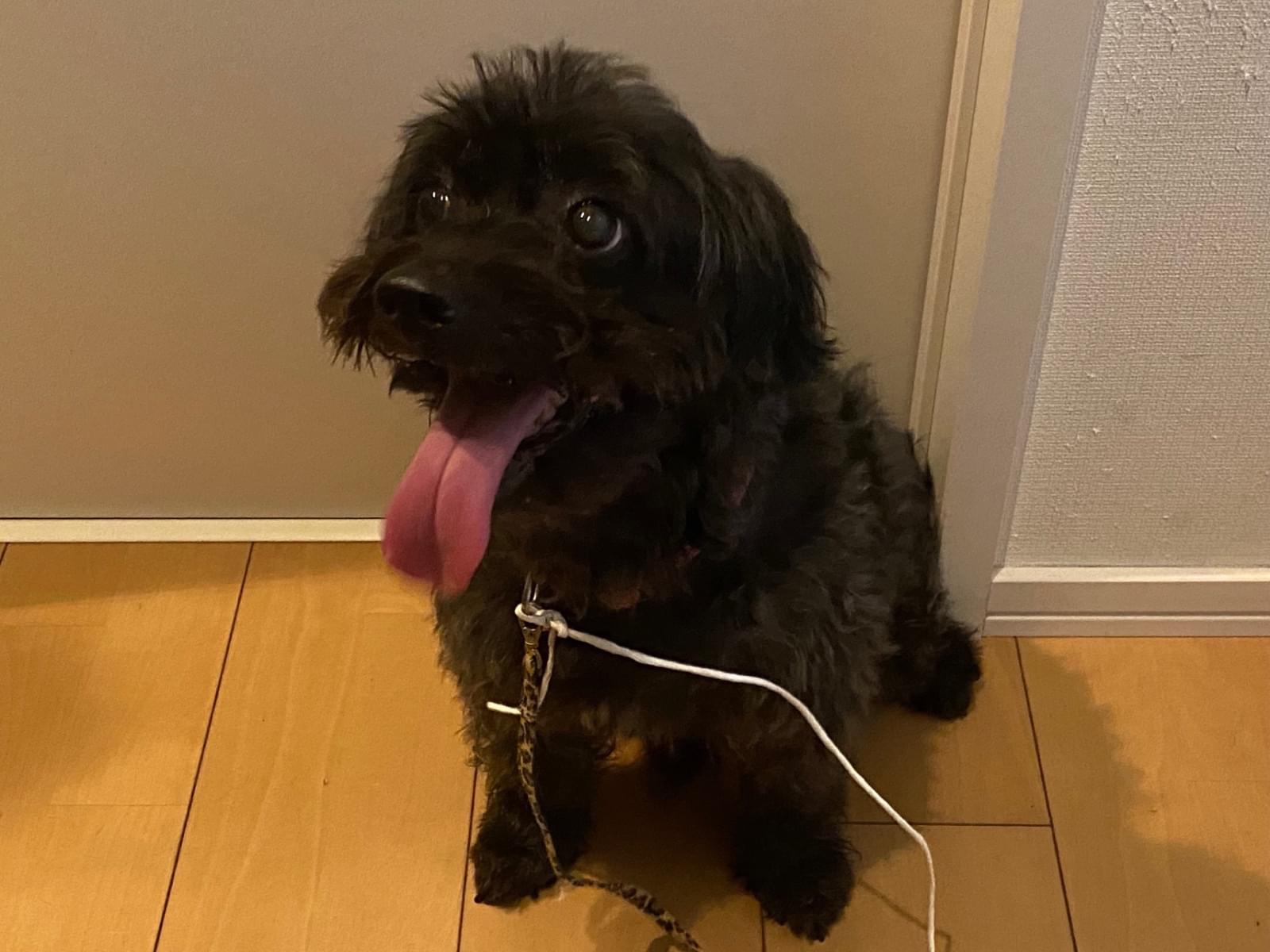 保護された犬