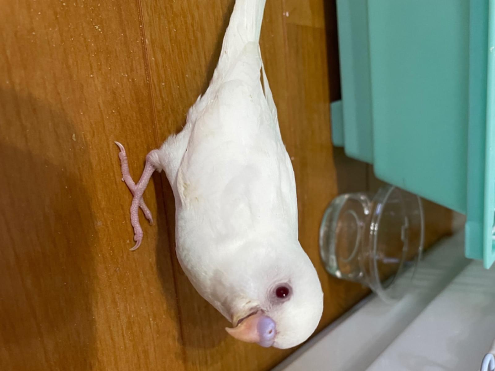 ぴっぴちゃん ぴっぴちゃん