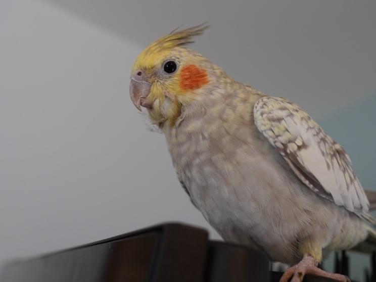 ぴこちゃん ぴこちゃん