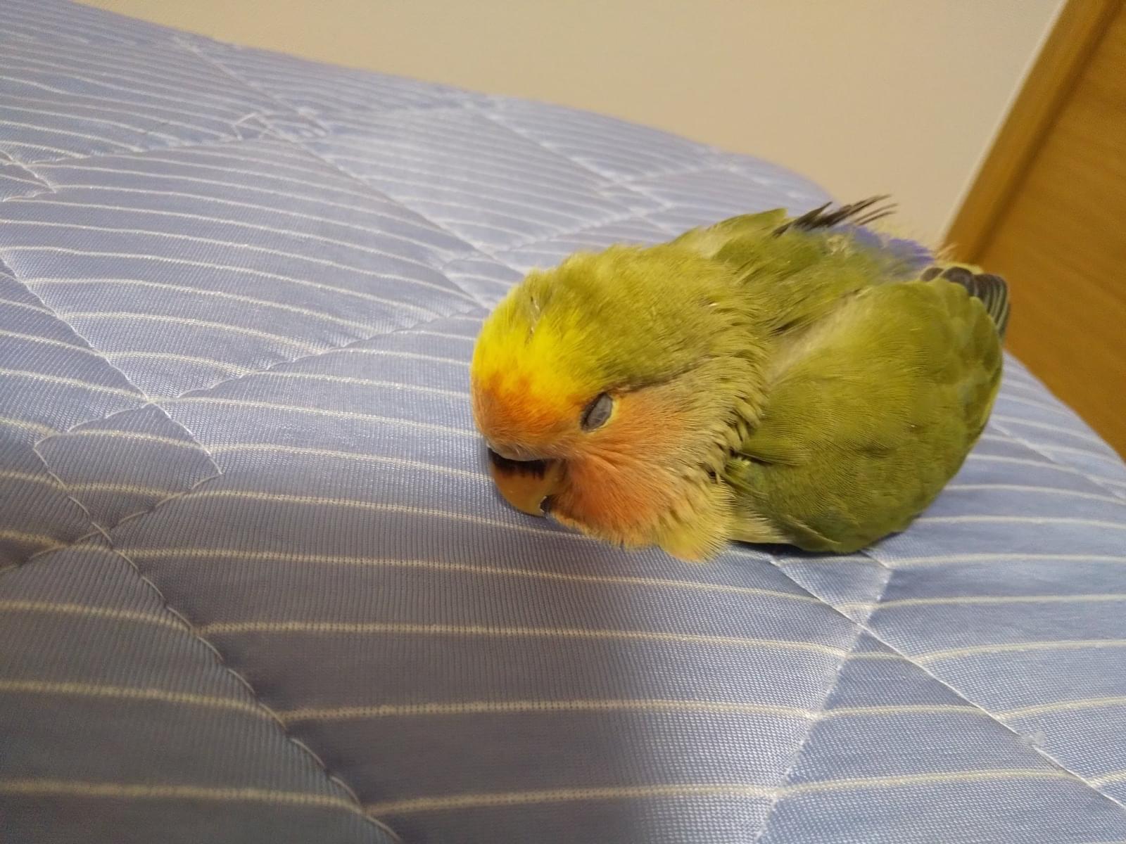 まめちゃん まめちゃん
