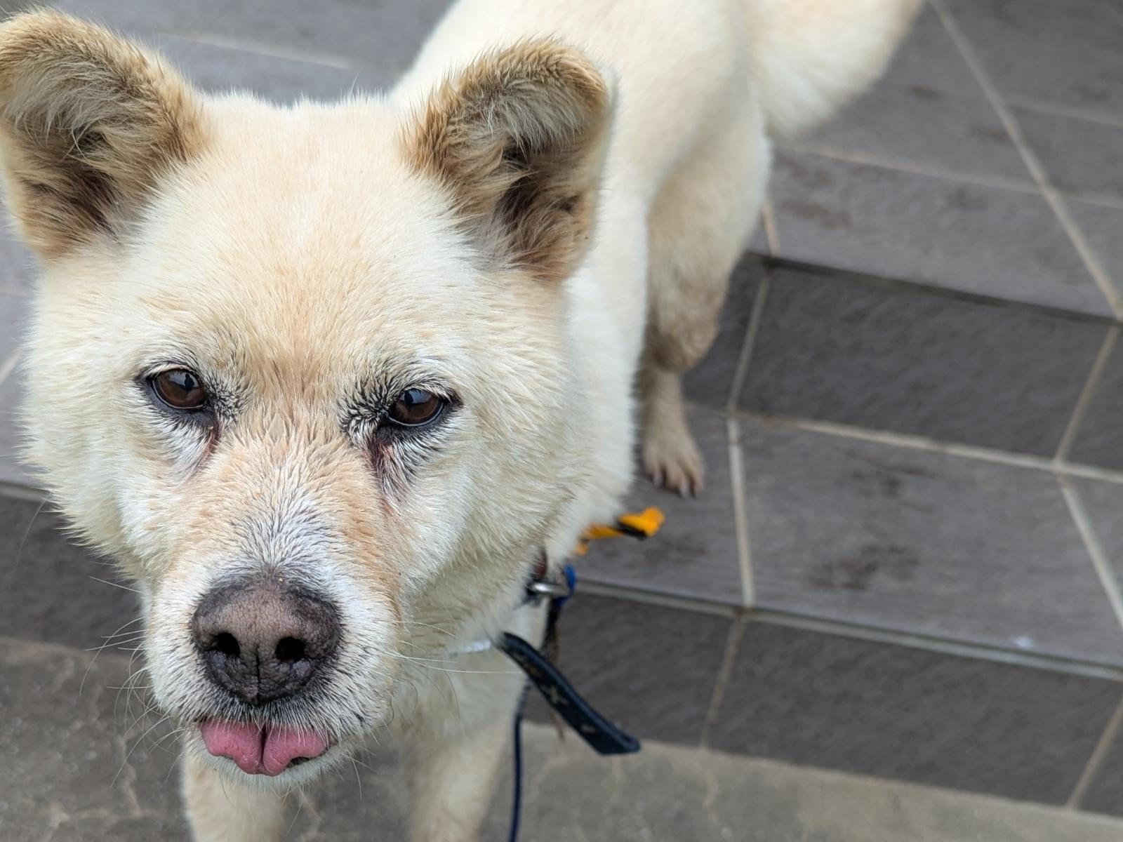 保護された犬 保護された犬