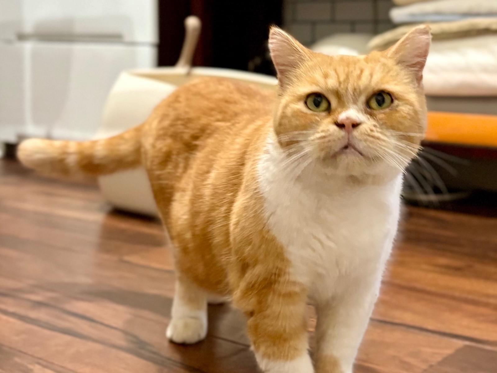 保護された猫 保護された猫