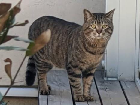 目撃された猫 目撃された猫