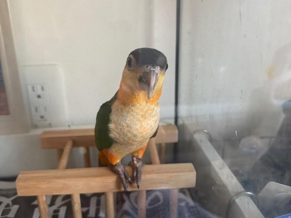 すいちゃん すいちゃん