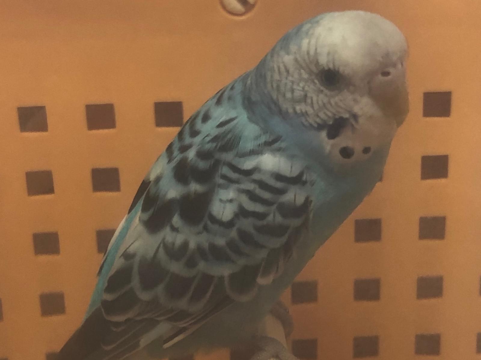 保護された鳥 保護された鳥