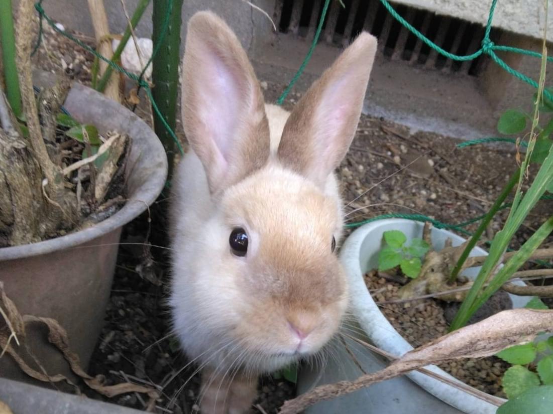 目撃されたペット
