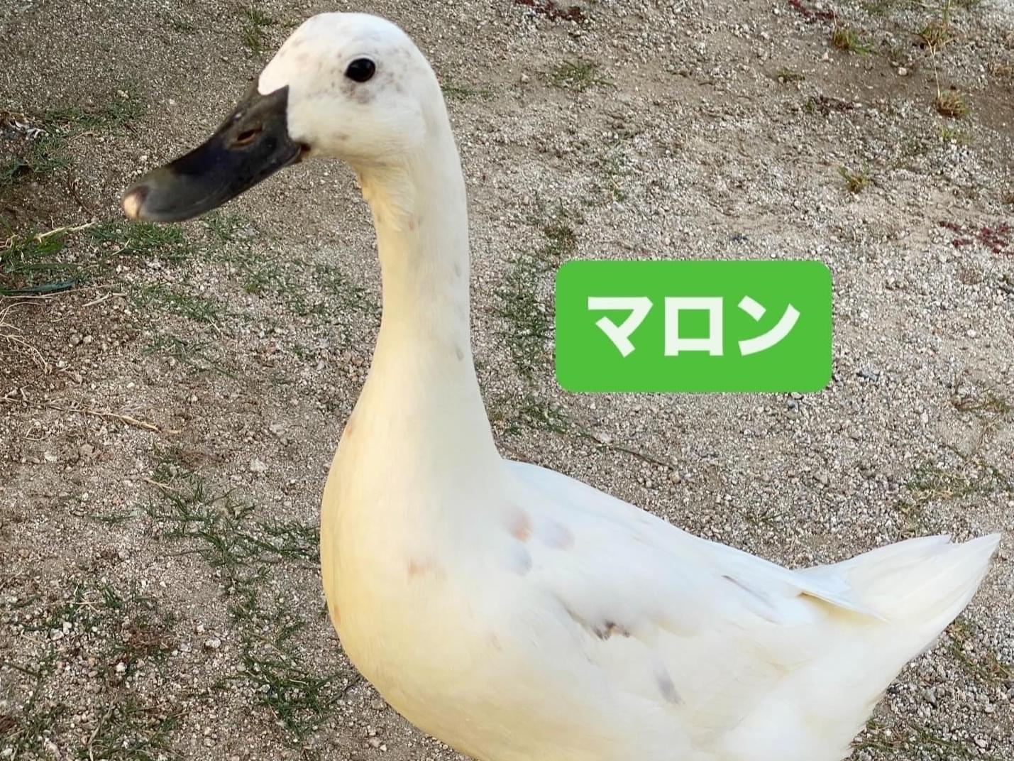 マロンちゃん マロンちゃん