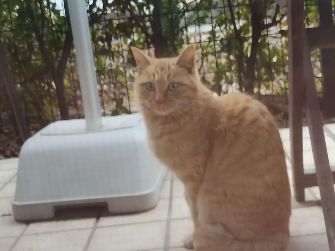 目撃された猫 目撃された猫