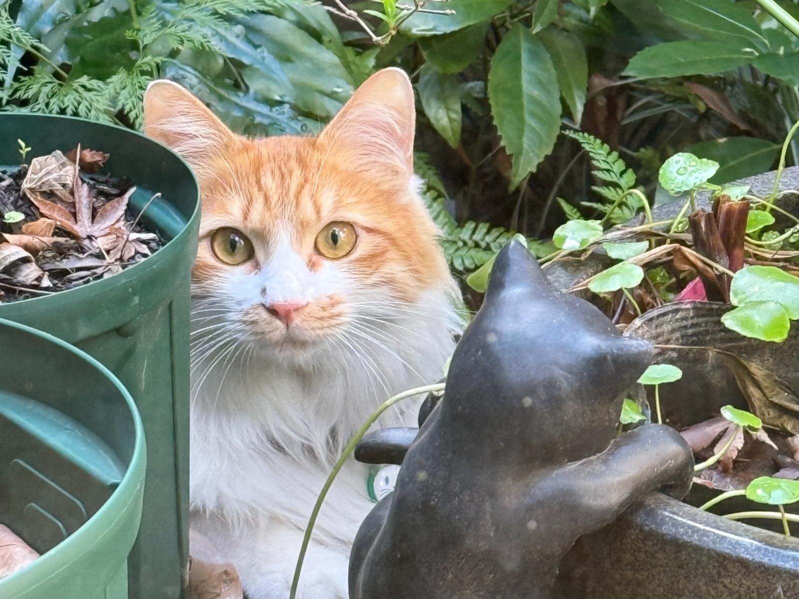 目撃された猫 目撃された猫