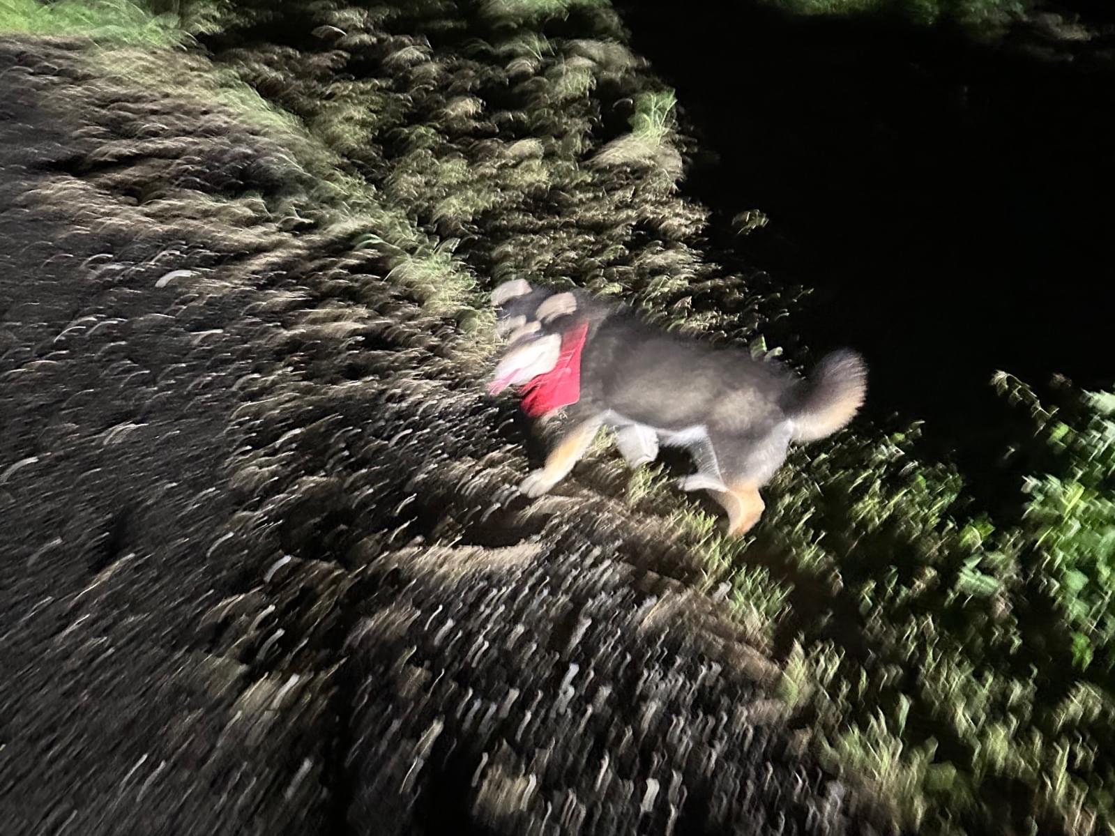 目撃された犬 目撃された犬
